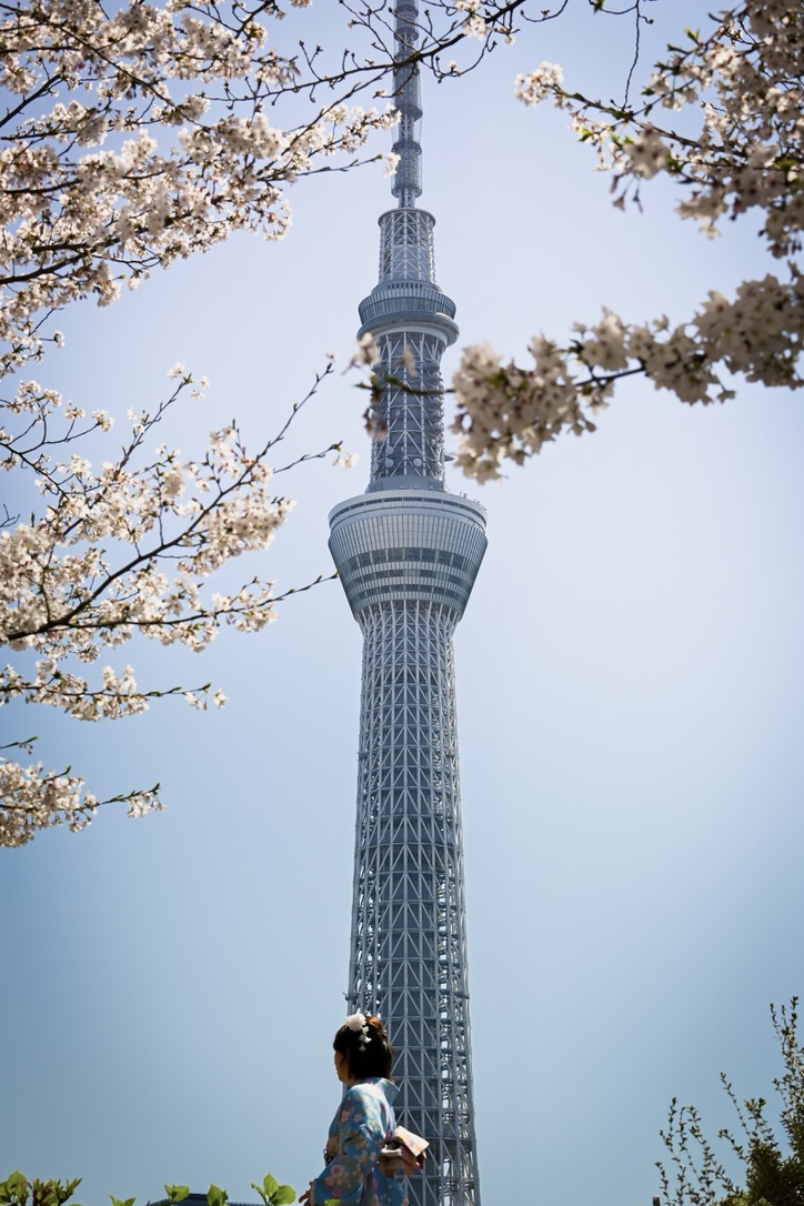 Tokyo Skytree mit Kirschblüten